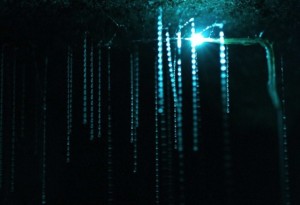 85655-waitomocaveswcth08